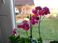 bild11